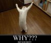 why-god-why1.jpg