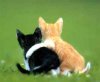 Cute-Cats-4e6be21061544.jpg