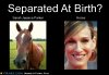 frabz-Separated-At-Birth-Sarah-Jessica-Parker-Horse-0a5c7b.jpg