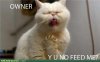 Dmg Cat.jpg