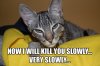 Now_I_Will_Kill_You_Slowly_by_LOL_Cat.jpg